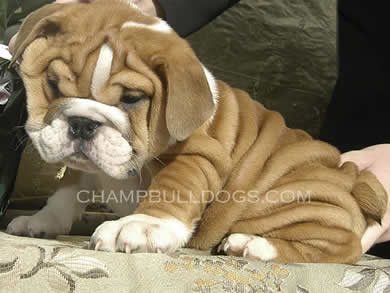 puppies picture